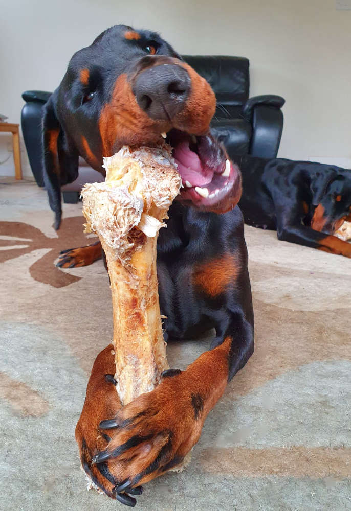 Ostrich Dino Bones